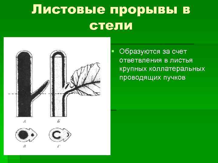 Листовые прорывы в стели § Образуются за счет ответвления в листья крупных коллатеральных проводящих