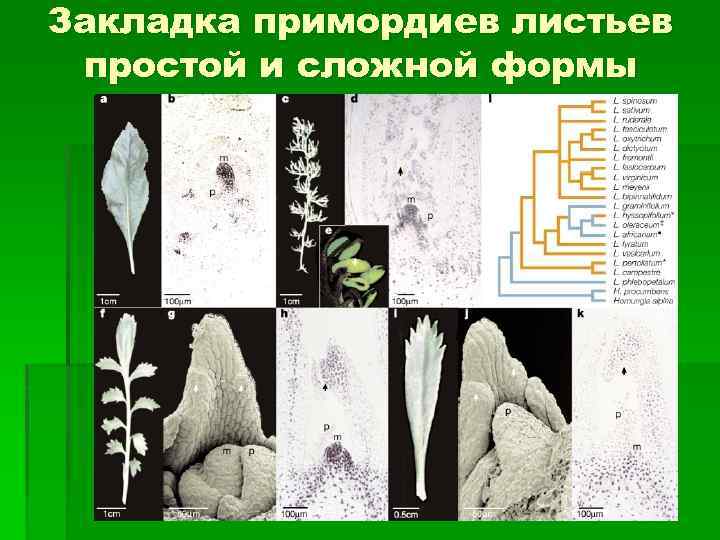 Закладка примордиев листьев простой и сложной формы 