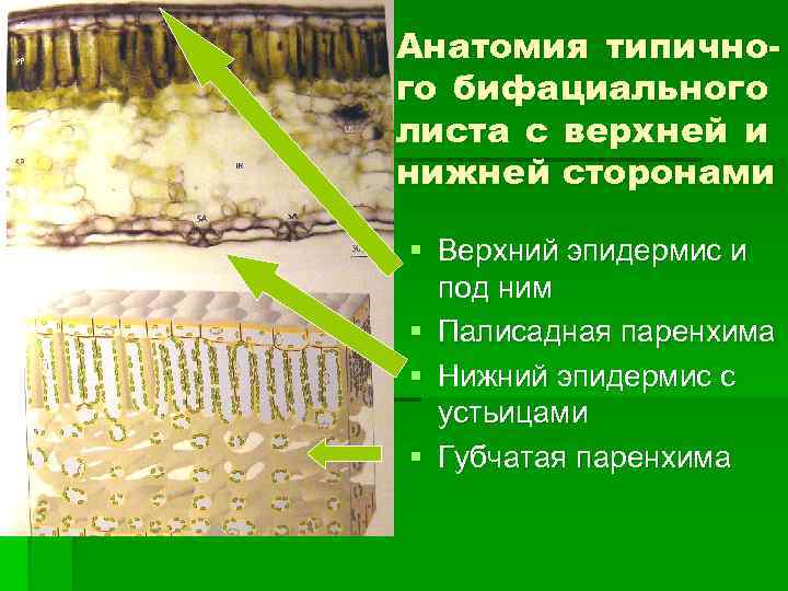 Анатомия типичного бифациального листа с верхней и нижней сторонами § Верхний эпидермис и под