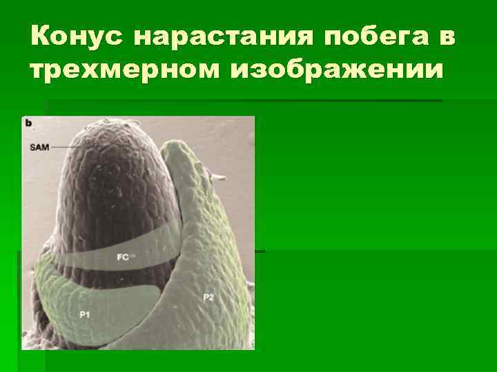 Конус нарастания побега в трехмерном изображении 