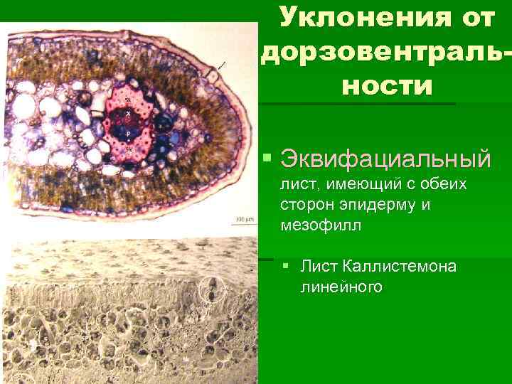 Уклонения от дорзовентральности § Эквифациальный лист, имеющий с обеих сторон эпидерму и мезофилл §