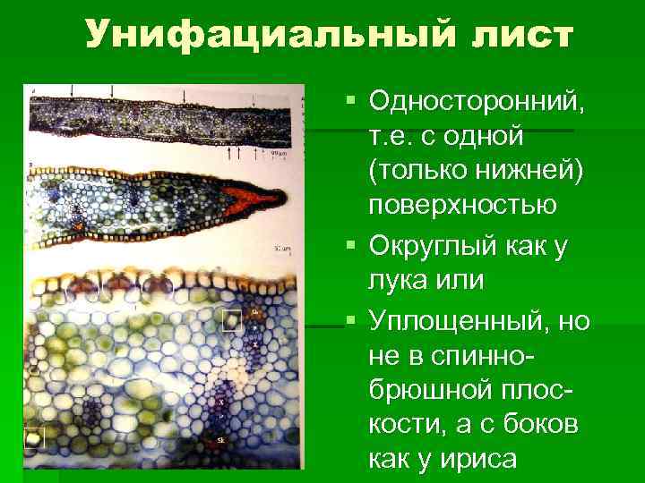 Унифациальный лист § Односторонний, т. е. с одной (только нижней) поверхностью § Округлый как