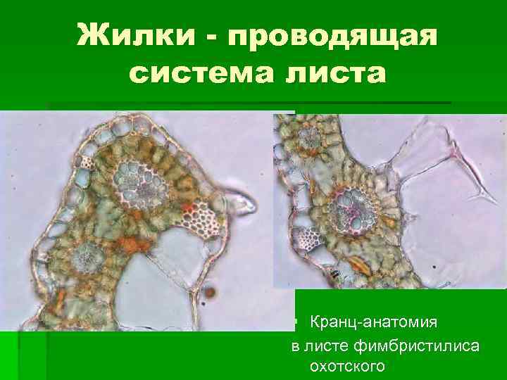 Жилки - проводящая система листа § Кранц-анатомия в листе фимбристилиса охотского 