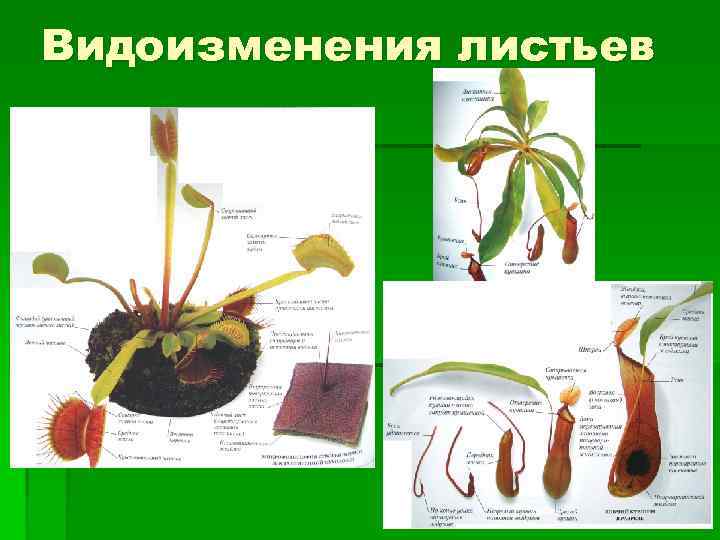 Видоизменения листьев 