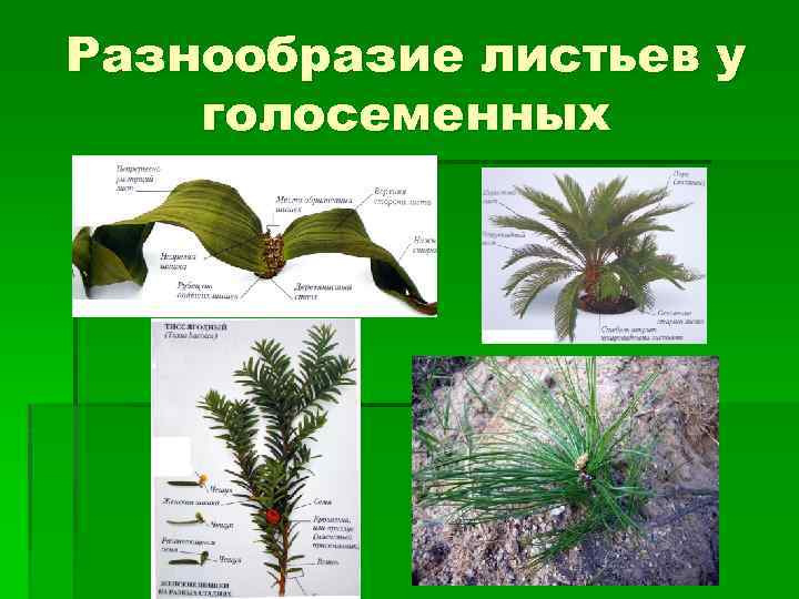 Разнообразие листьев у голосеменных 
