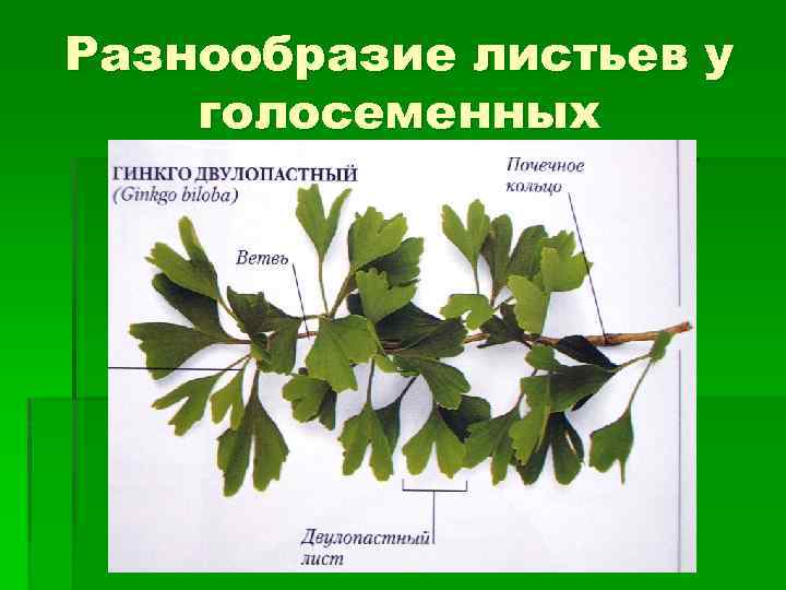 Листья голосеменных растений. Разнообразие листьев. Разветвленные листья у голосеменных. Форма листьев голосеменных. Строение листьев голосеменных.