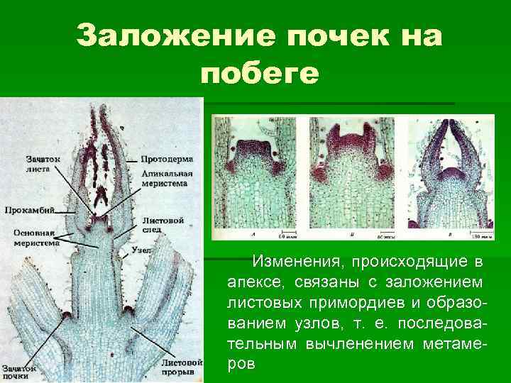 Заложение почек на побеге Изменения, происходящие в апексе, связаны с заложением листовых примордиев и