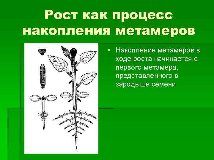 Рост как процесс накопления метамеров § Накопление метамеров в ходе роста начинается с первого