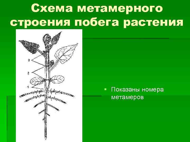 Схема метамерного строения побега растения § Показаны номера метамеров 