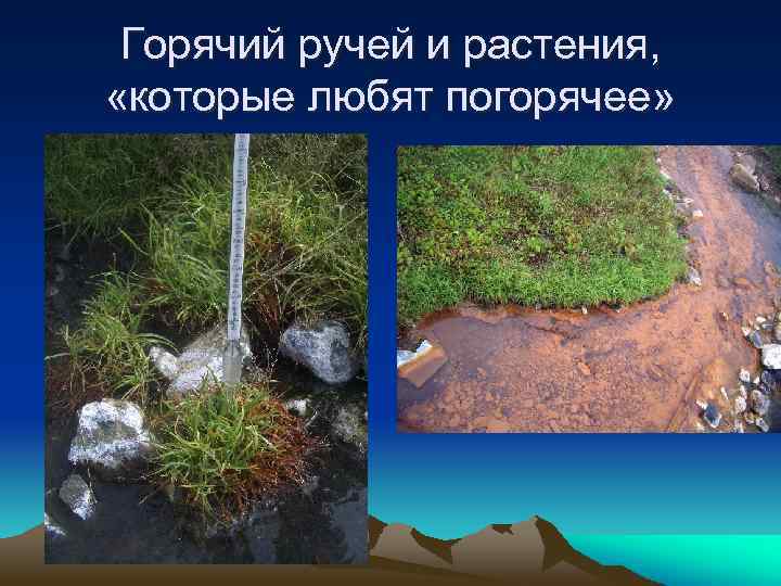 Горячий ручей и растения, «которые любят погорячее» 