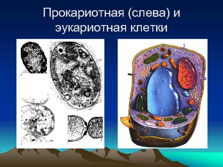 Прокариотная (слева) и эукариотная клетки 
