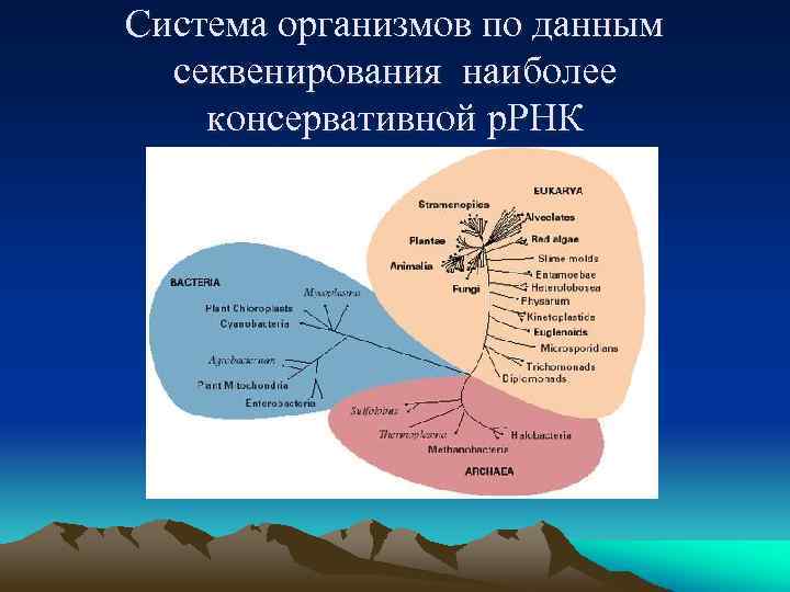 Система организмов по данным секвенирования наиболее консервативной р. РНК 