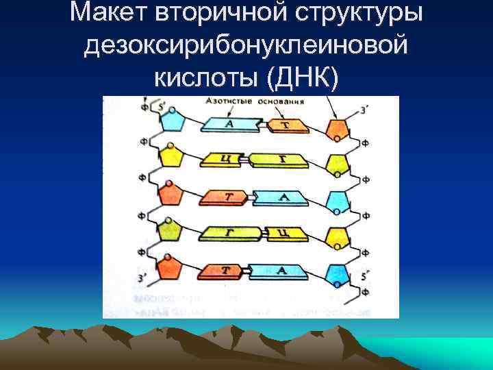 Макет вторичной структуры дезоксирибонуклеиновой кислоты (ДНК) 