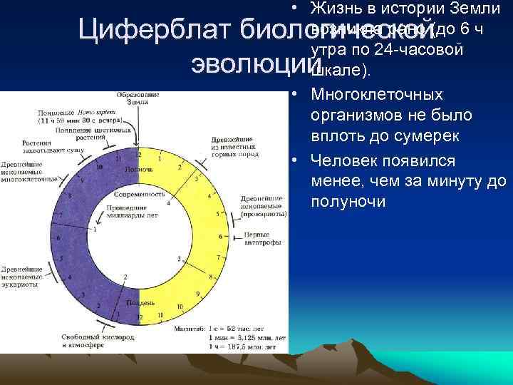  • Жизнь в истории Земли возникла рано (до 6 ч утра по 24