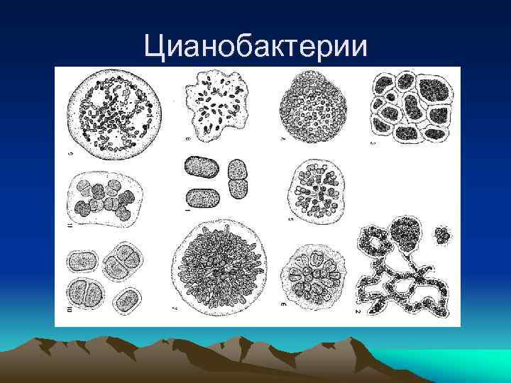 Цианобактерии 