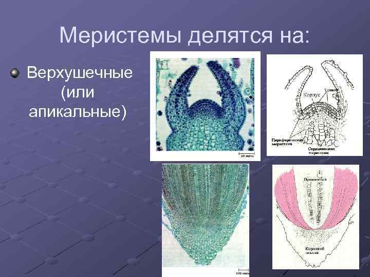 Меристемы делятся на: Верхушечные (или апикальные) 