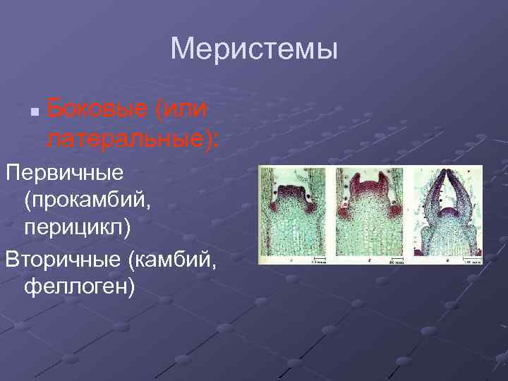Меристемы n Боковые (или латеральные): Первичные (прокамбий, перицикл) Вторичные (камбий, феллоген) 