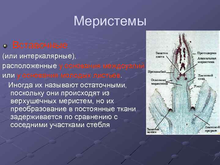 Меристемы Вставочные (или интеркалярные), расположенные у основания междоузлий или у основания молодых листьев. Иногда