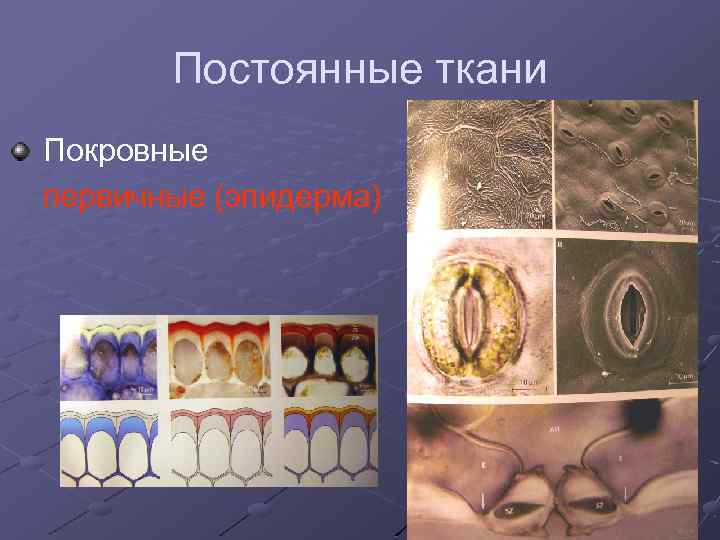 Постоянные ткани Покровные первичные (эпидерма) 