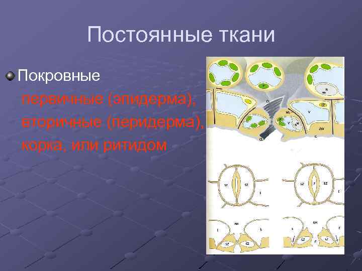 Постоянные ткани Покровные первичные (эпидерма), вторичные (перидерма), корка, или ритидом 