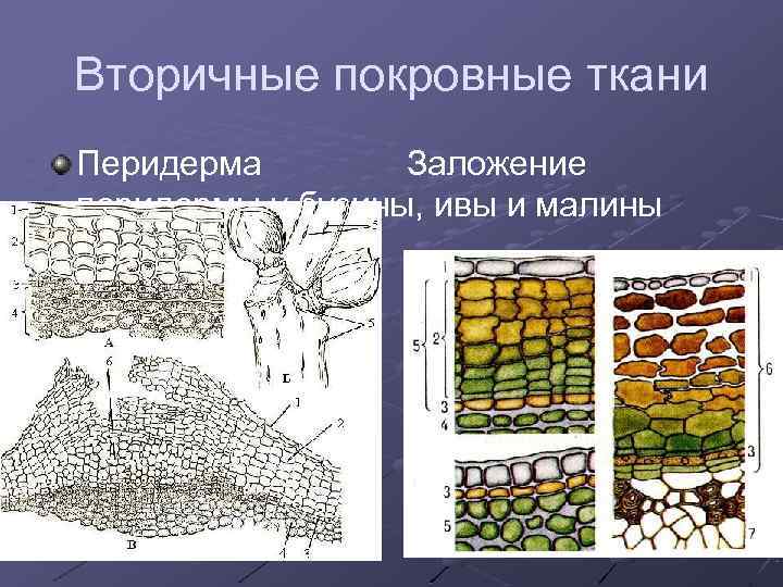 Вторичные покровные ткани Перидерма Заложение перидермы у бузины, ивы и малины 