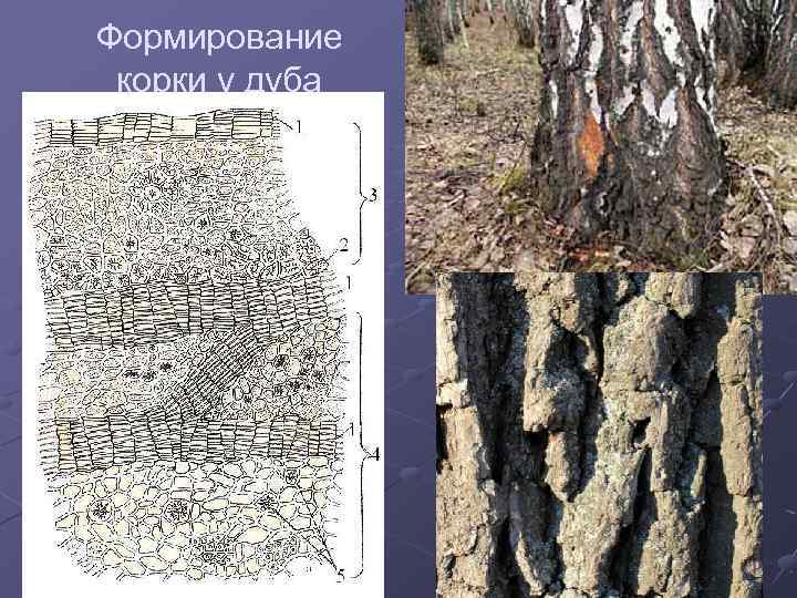 Формирование корки у дуба 