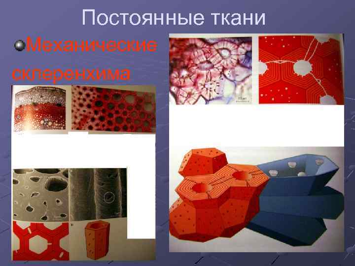 Постоянные ткани Механические склеренхима 