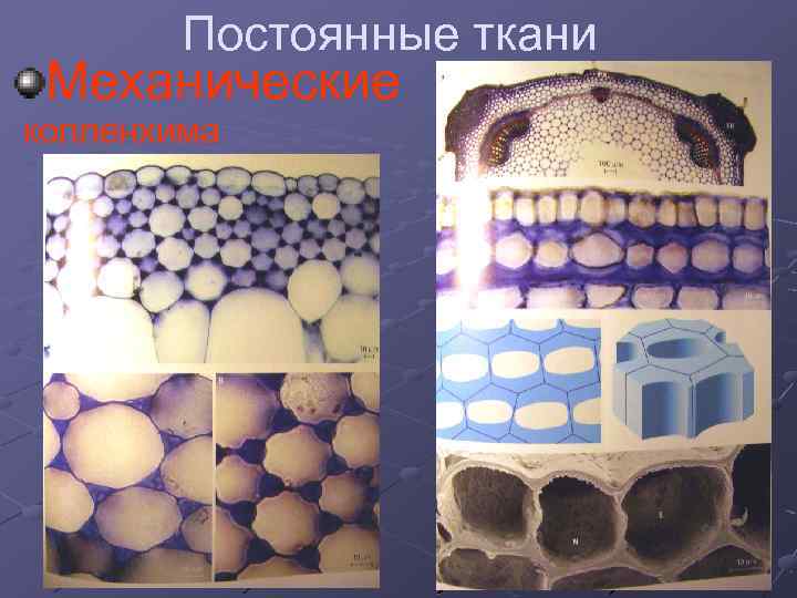 Постоянные ткани Механические колленхима 