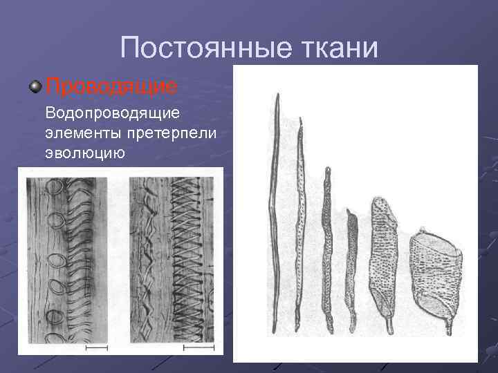 Постоянные ткани Проводящие Водопроводящие элементы претерпели эволюцию 