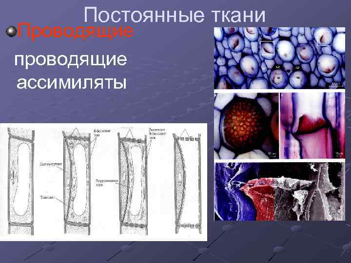 Постоянные ткани Проводящие проводящие ассимиляты 