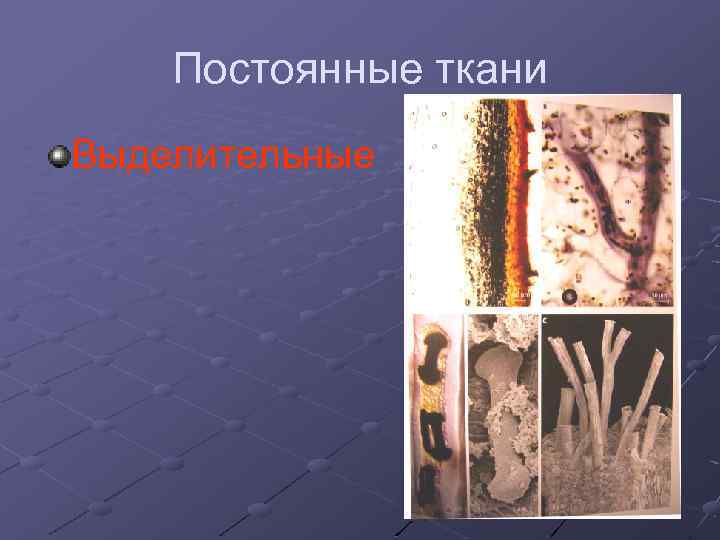 Постоянные ткани Выделительные 