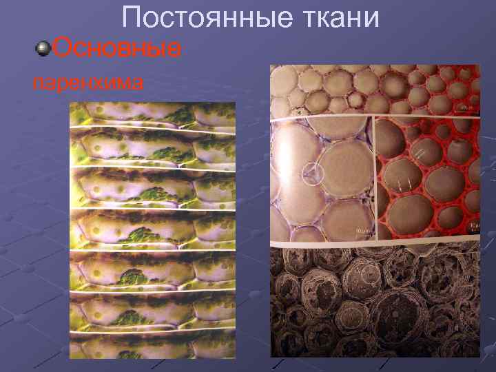 Постоянные ткани Основные паренхима 