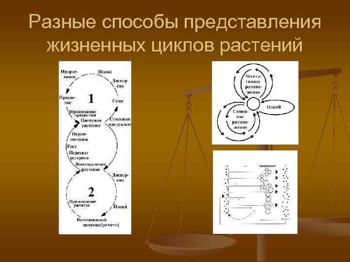 Разные способы представления жизненных циклов растений 