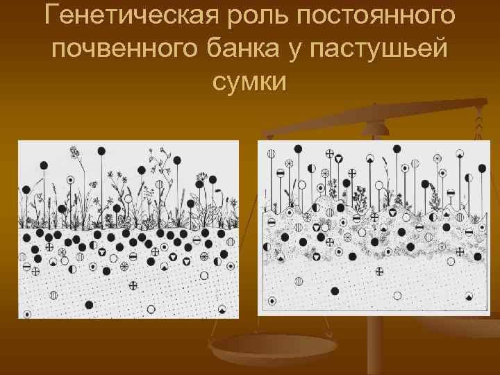 Генетическая роль постоянного почвенного банка у пастушьей сумки 