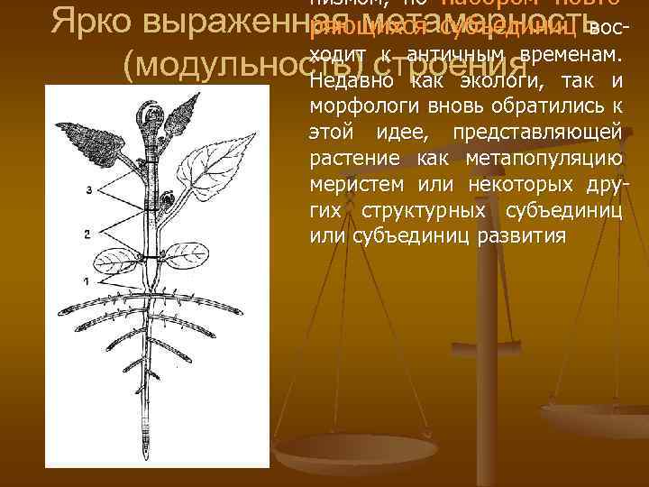 низмом, но набором повторяющихся субъединиц восходит к античным временам. Недавно как экологи, так и