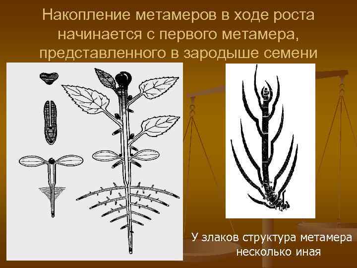 Накопление метамеров в ходе роста начинается с первого метамера, представленного в зародыше семени У