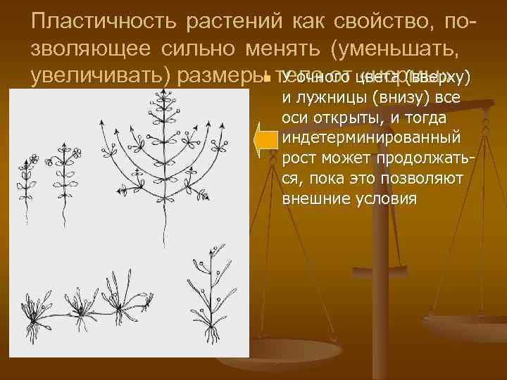 Пластичность растений как свойство, позволяющее сильно менять (уменьшать, n У очного «нормы» увеличивать) размеры
