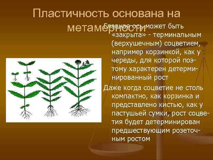 Пластичность основана на Главная ось метамерностиможет быть «закрыта» - терминальным (верхушечным) соцветием, например корзинкой,