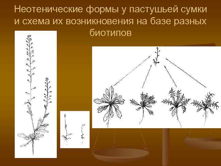Неотенические формы у пастушьей сумки и схема их возникновения на базе разных биотипов 