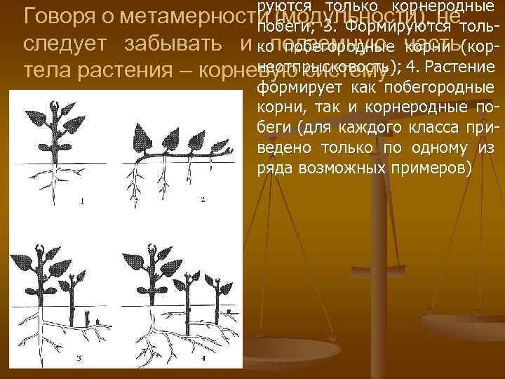 руются только корнеродные Говоря о метамерности (модульности), нетольпобеги; 3. Формируются следует забывать и коподземную