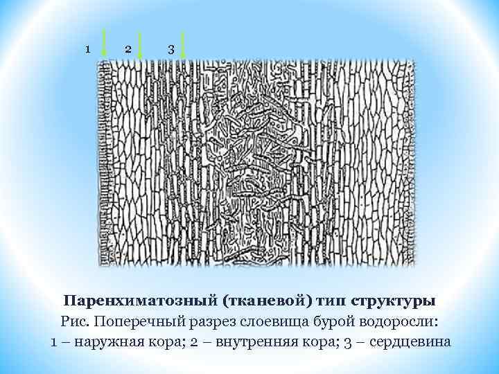 1 2 3 Паренхиматозный (тканевой) тип структуры Рис. Поперечный разрез слоевища бурой водоросли: 1