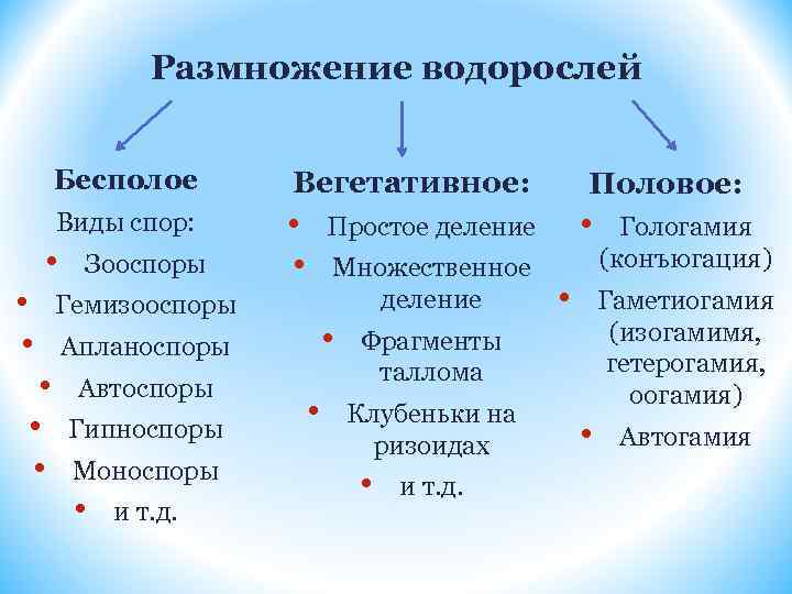 Размножение водорослей Бесполое Вегетативное: Виды спор: • • Зооспоры Множественное деление • Апланоспоры Гипноспоры