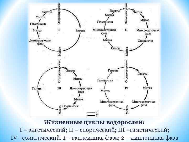 Диплоидная стадия. Диплоидная стадия жизненного цикла. Диплоидная стадия жизненного цикла схема. Гаплоидная и диплоидная фазы. Гаплоидная фаза развития это.