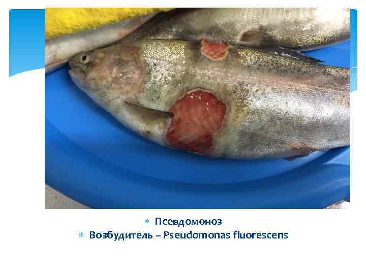  Псевдомоноз Возбудитель – Pseudomonas fluorescens 