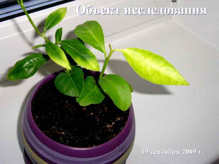 Объект исследования 19 сентября 2009 г. 