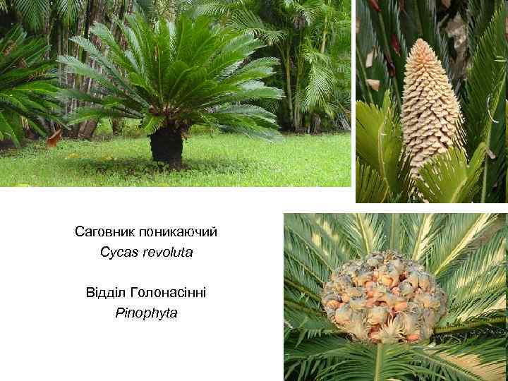 Саговник поникаючий Cycas revoluta Відділ Голонасінні Pinophyta 