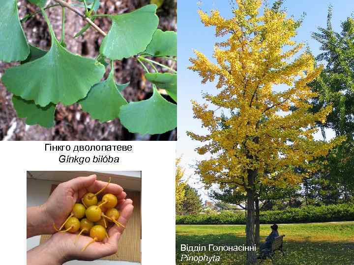 Гінкго дволопатеве Gínkgo bilóba Відділ Голонасінні Pinophyta 