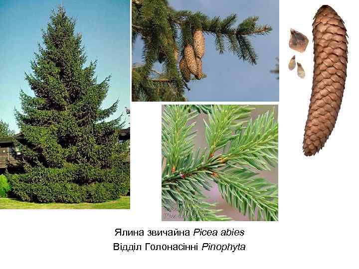 Ялина звичайна Picea abies Відділ Голонасінні Pinophyta 