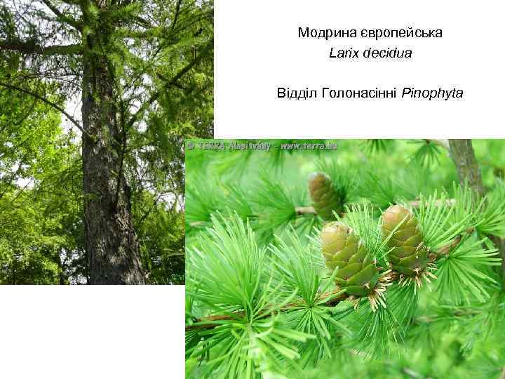 Модрина європейська Larix decidua Відділ Голонасінні Pinophyta 