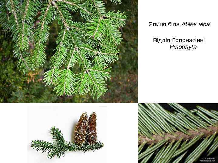 Ялиця біла Abies alba Відділ Голонасінні Pinophyta 